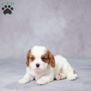 Ed, Cavalier King Charles Spaniel Puppy